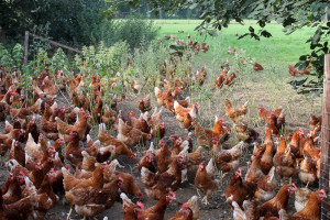 Kippen in de uitloopweide bij Boerderij van Steenbergen