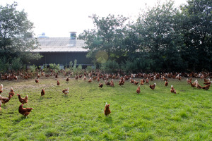 kippen in de uitloopweide bij Boerderij van Steenbergen