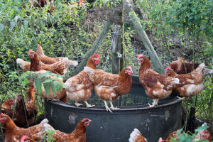 Vrije uitloopkippen bij een drinkbak bij Boerderij van Steenbergen