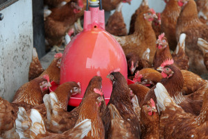 kippen bij Boerderij van Steenbergen