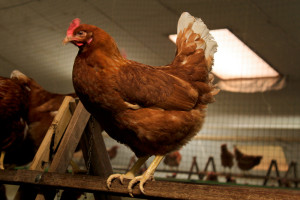 een kip in de scharrelstal van boerderij van Steenbergen