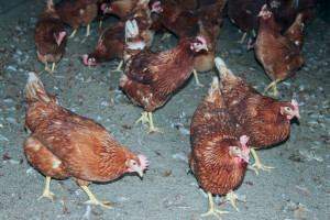 kippen in de scharrelstal bij boerderij van Steenbergen