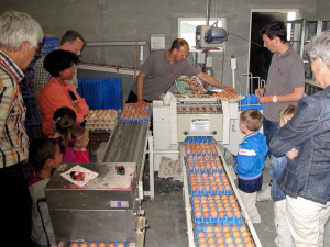 Het sorteren van de eieren bij Boerderij van Steenbergen